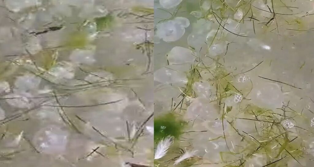 Binlercesi karadeniz kiyilarina vurdu tek tek telef oluyorlar rcbISYLw